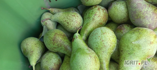 Sprzedam konferecje z ka duże  ilości  krajowa 