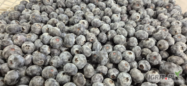 Sprzedam luz 14 + towar twardy 