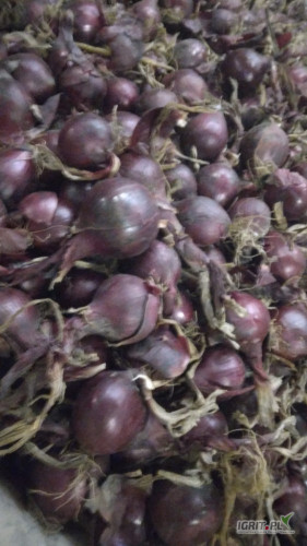 Cebula CZERWONA NA PAKOWANIE I OBIERANIE. Certyfikaty brc. Towar gruby 75%6+ import, ilości tirowe. Co tydzień nowe oferty. Dostawy: cała...