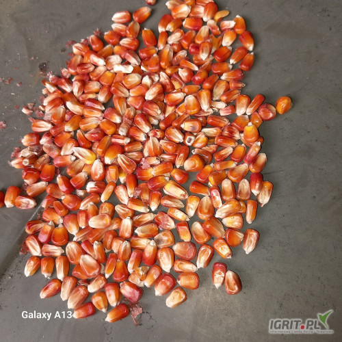 Prodám  kukurydza czerwona,ladna,200tun,čištěna,
