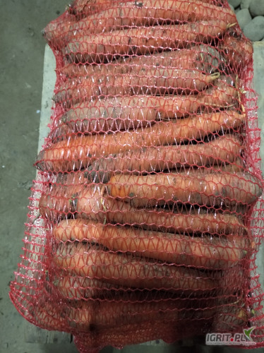Sprzedam marchew jadalną brudną we workach po 10 kg.Ilość ok.tony.