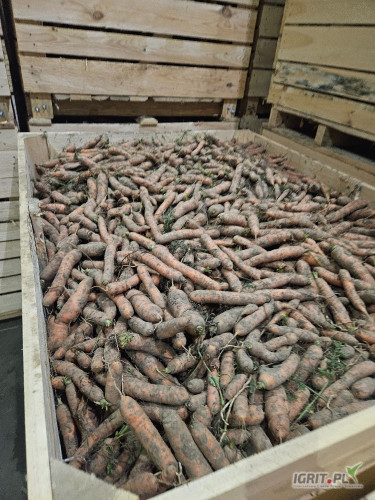 Sprzedam marchew na brudno możliwość sypania do worków po 10 lub 20 kg 