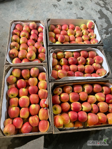 Witam mam na sprzedaż Championa w klatkach 