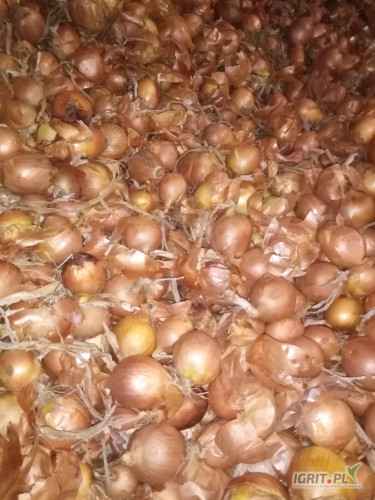 Witam. Sprzedam ładną, suchą cebulę. Odmiana sedona. 