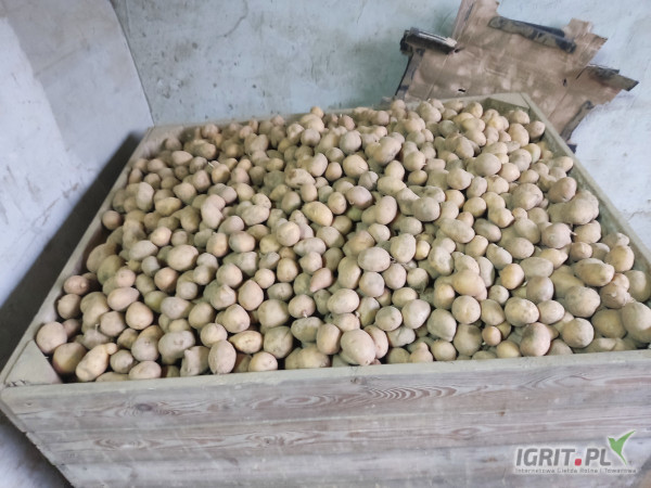Odmiana MELODIA  4 tony wielkość sadzeniaka sprzedam opakowanie do uzgodnienia 