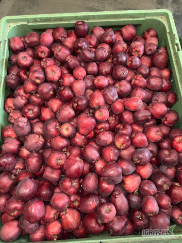 Sprzedam Redcap, Jonagored, Boskop, Golden za wagę w skrzyni 