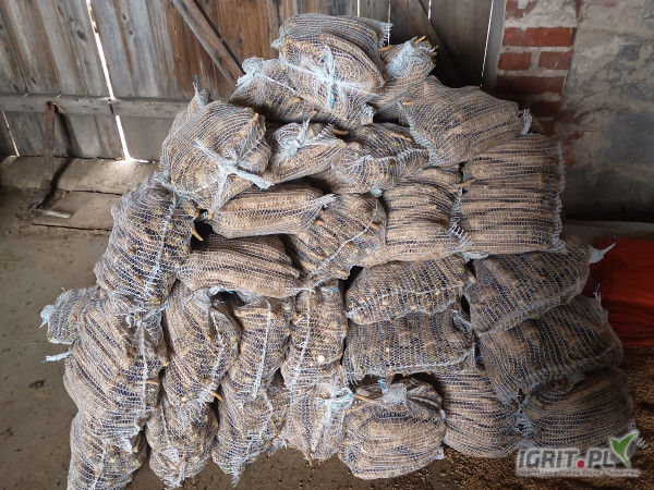 Sprzedam pietruszkę kopana na zamówienie worek 5kg, oraz grubą 6+ 