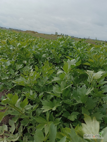 Nawiążę współpracę na dostawę lubczyku w pęczkach lubczyk dostępny od maja do jesieni zapraszam 