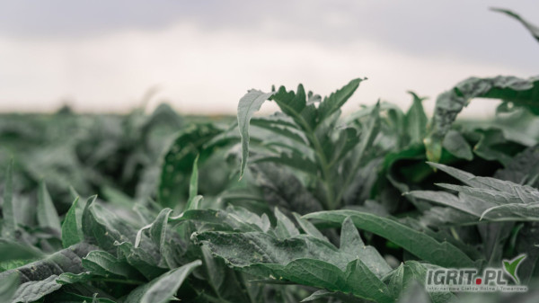 Sprzedam Karczoch - zbiór bezpośredni na suszarnię podłogową, brak pestycydów, wysoka jakość. 
