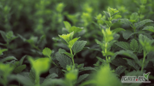 Sprzedam drobny liść melisy (frakcja ok. 2mm), omłot melisy oraz melisę fix (fine cut, 1,6mm i poniżej)
