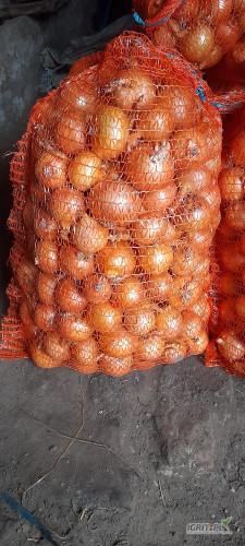 Sprzedam cebulę odmiana richno. Kaliber +4,5. Nie fazerowana. Możliwość zapakowania w worek 15 kg. Posiadam około 2 ton. Cena 1 zł za...