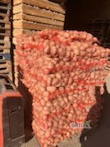 Sprzedam tirowe ilości ziemniaków Soraya 5,5+ worek szyty 15kg