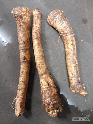 Sprzedam sadzonke chrzanu 1 tone w cenie 12zl oraz chrzan 1 klase 5 ton w cenie 12zl.