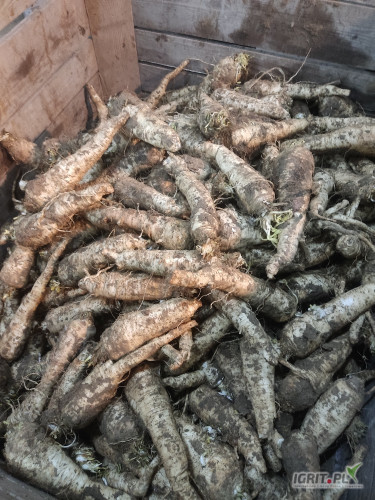 Sprzedam pietruszkę grubą myta lub brudna około 6-7 ton