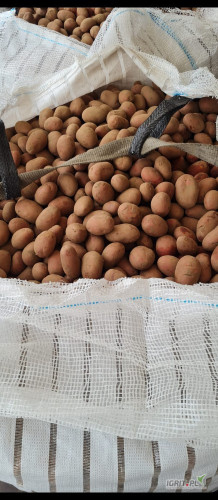 Sprzedam ziemniaki Laura Kal 30/50 większą ilość 