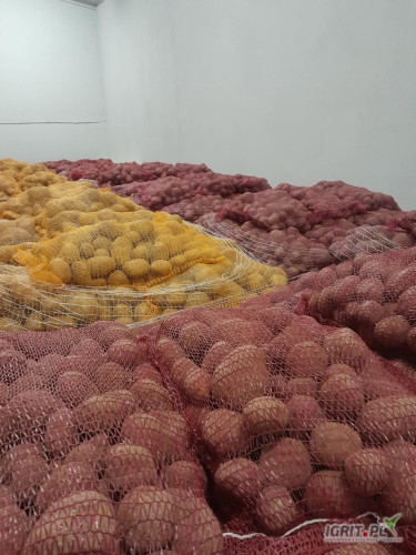Sprzedam ziemniaki czerwone pakowane w worek szyty po 10kg lub 15kg. Posiadam ilości tirowe. 