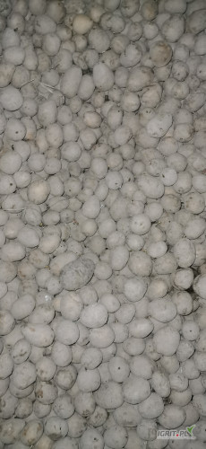 Witam, sprzedam drobne ziemniaki odmiany Gala, posiadam około 8ton. Więcej informacji pod numerem telefonu 696-056-383. 