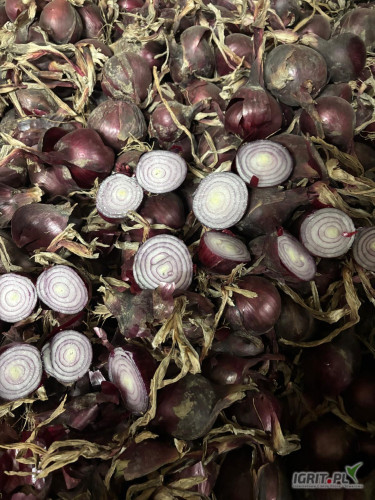 Cebula CZERWONA NA WOREK I DO OBIERANIA, 60%6+ Ilości tirowe, import, dostawa do klienta w całej Polsce. Co tydzień nowe oferty do...