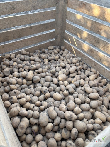Sprzedam ziemniaki paszowe luz bigbag worek cena zależna od opakowania 