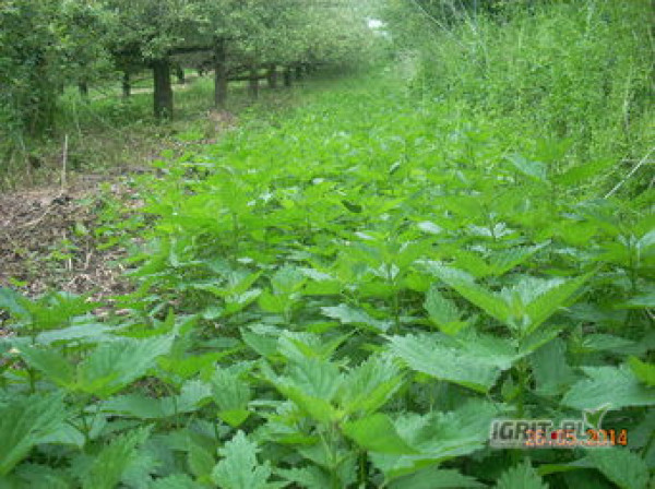 zioła ekologiczne z pierwszego roku konwersji,produkcja pod zamówienie w sezonie 2025,gospodarstwo ekologiczne