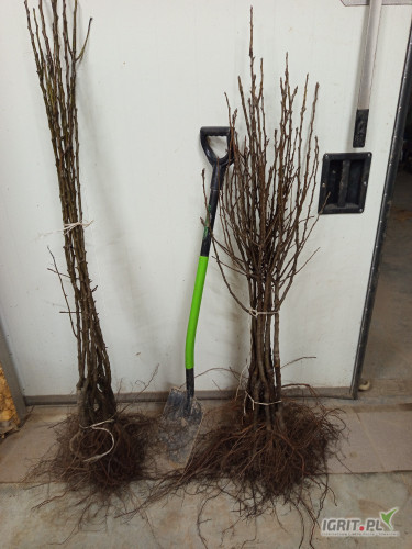 Sprzedam Mutsu na M9,Jeronimo Lobo więcej informacji na telefon.886 888 637