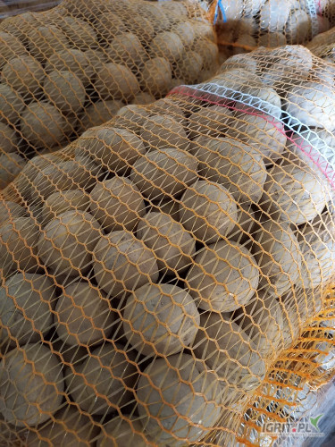 Ziemniaki kaliber sadzeniakowy, 35-45, 35-50. Odmiany Catania, Melody, Mariola, Michalina, Ricarda, Bellarose, Jurek. Więcej informacji...