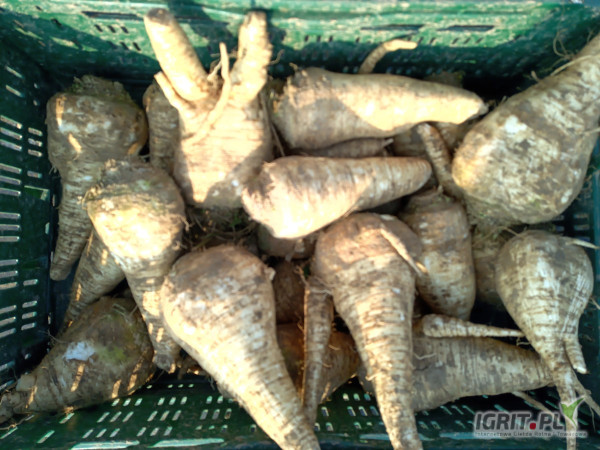 Pietruszka na przemysł opakowanie big bag około 10 ton cena 1zl