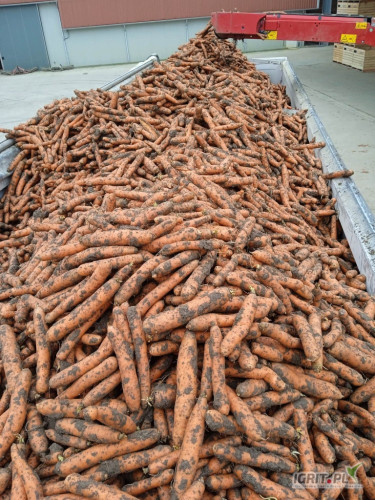 Sprzedam marchew import brudna na wywrotce. Towar do mycia na markety. Posiadam też grubszy towar na przemysł i seler marketowy. 