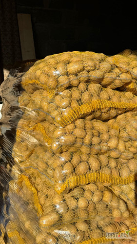 sprzedam pięknego ziemniaka wielkości sadzeniaka kalibraż od 3 do 5cm  ostatnie 280 worków odmiana melody 2 rok po centrali 