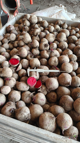 Sprzedam burak czerwony Monte 
