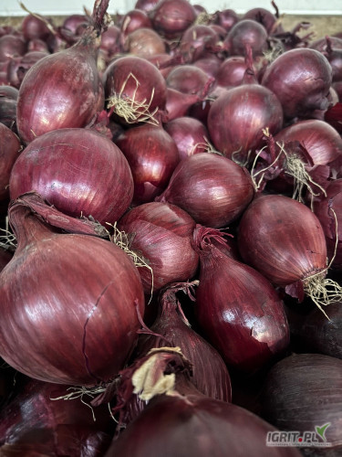 Sprzedam cebulę czerwoną kaliber 5-8/5-9 gruba cebula fazorowana worek 5/10 kg luz ilości tirowe i paletowe 