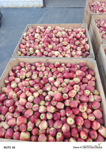 Sprzedam Glostera ze świeżo otwartej komory. Około 90skrzyń. Sprzedam za wagę w skrzyni.