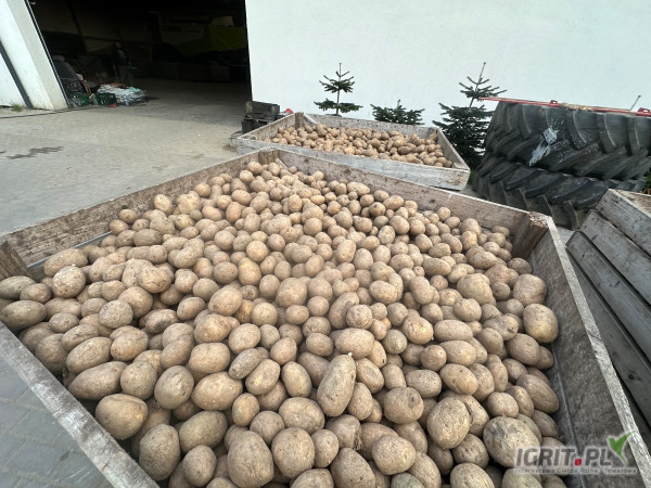 Sprzedam około 20 ton ziemniaka widocznego na zdjęciu 
