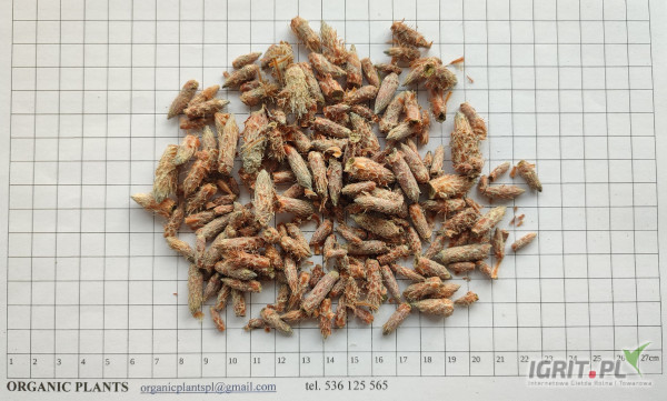 Na sp rzedaż posiadamy pączki sosny, podagrycznik pospolity cięty, podmarenyk, porost islandzki. Istnieje możliwość zamówienia innych...