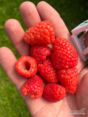 Szukam chętnych  do pracy na plantacji malin i borówek. Zbiór stawka akord, pozostałe prace stawka godzinowa. Zapewniam...