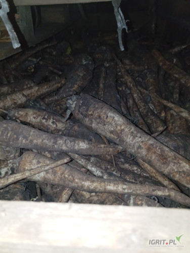 Sprzedam pietruszke na brudno na przemysł cena do uzgodnienia około 20ton