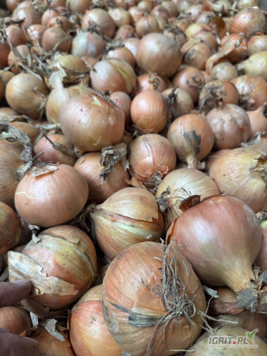 Sprzedam cebulę żółta kaliber 5/7-5/8 worek 10/15 kg cebula fazorowana ilości tirowe i paletowe 