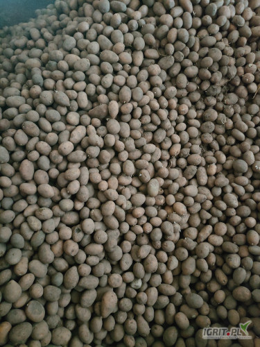 sprzedam ziemniak drobny jadalny Lily inne 30+