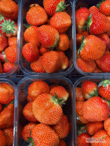 Sprzedam truskawkę Polska