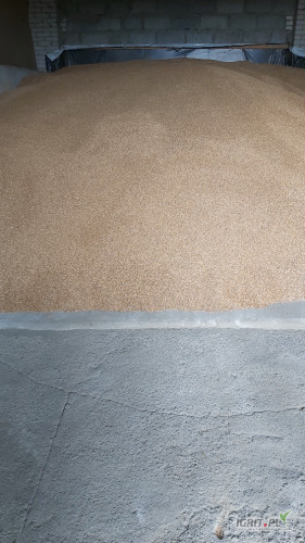 Sprzedam pszenicę ozimą konsumpcyjną ok. 30 ton , faktura vat . Cena brutto.Gotówka lub szybki przelew . Gm. Miedzna . Tel . 6 0 6 5 5...