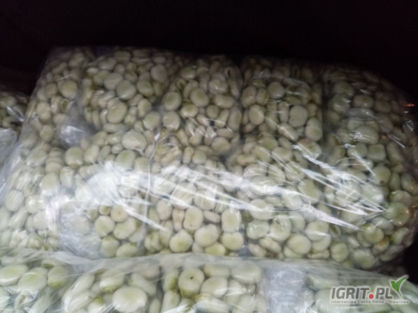 Sprzedam świeżo łuskany bób 80kg po gradzie . Bób jest wysortowany ale trafiają sie jednak boby z brązowymi punktami . 