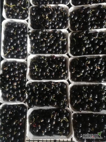 Porzeczka czarna BONA pakowana w 250 gr zbiór około20 czerwca, ilości 3,4 tony możli transport 501,473,057