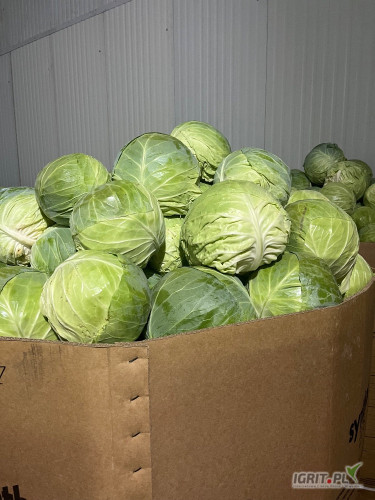 Sprzeda kapuste młodą , kal. 2-4 kg
