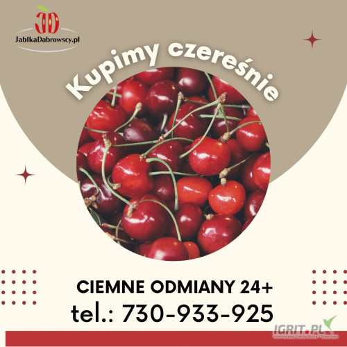 Kupimy ciemne odmiany czereśni 24+. Dowolna forma płatności. 