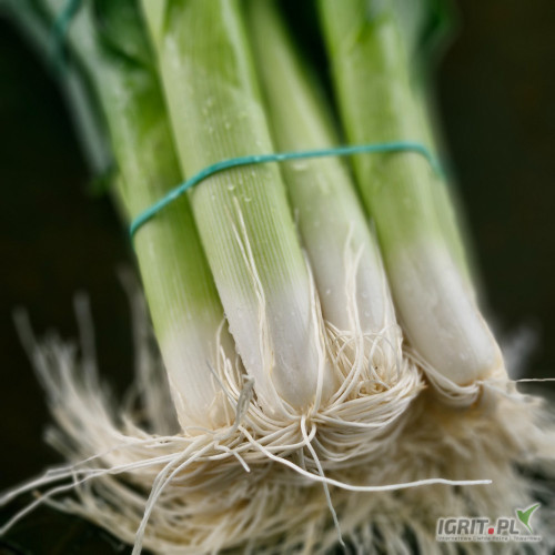 Mlody por, kaliber 2,5cm wzwyż 