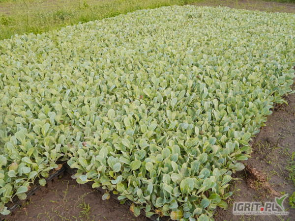 Sprzedam ok. 75 tacek po 160szt. kapusty białej Longma i ok. 25 tacek czerwonej Klimaro.