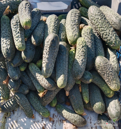 Sprzedam ogórki gruntowe 
