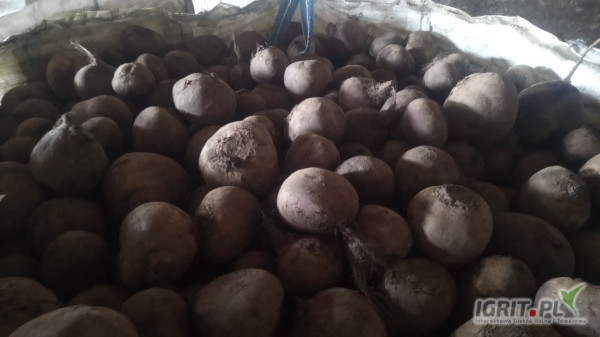 Witam sprzedam buraczek czerwony 1t z chłodni nie zwiędnięty zeszłoroczny bez zagnić 