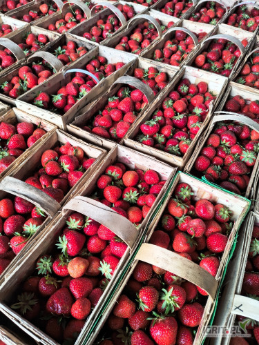 Witam.Sprzedam truskawki Faith.374 łubianki 