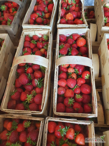 Sprzedam 160 łubianek faitha